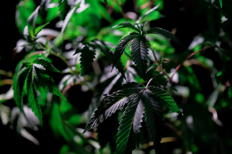 O Futuro da Cannabis na Medicina e na Indústria Farmacêutica